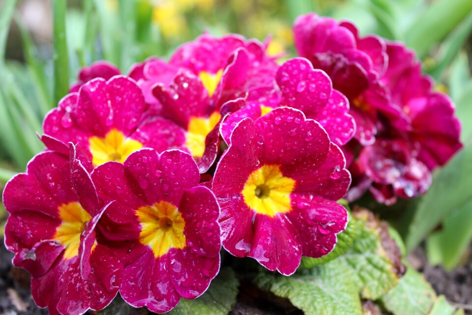 Pink plant flower