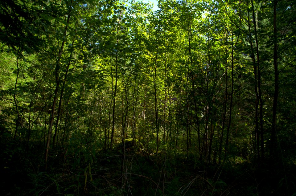 0235_Maksatikhinsky_District,_Tver_Oblast