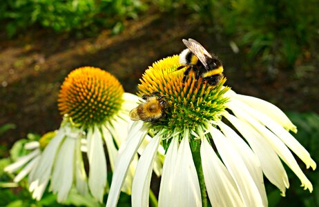 Echinacea white coneflower petal