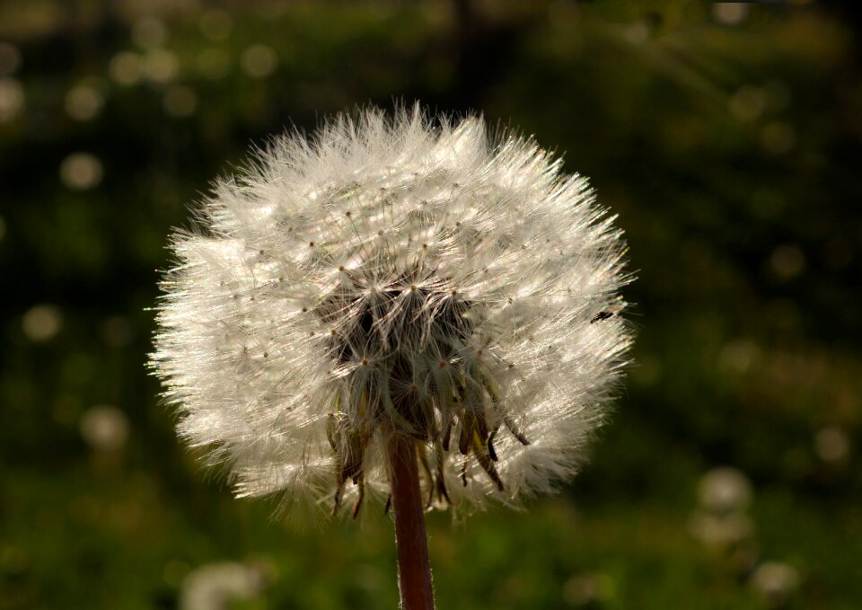 Sunny nature flower