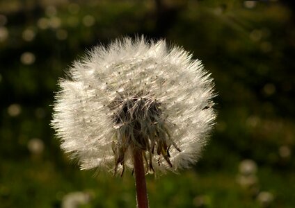 Sunny nature flower