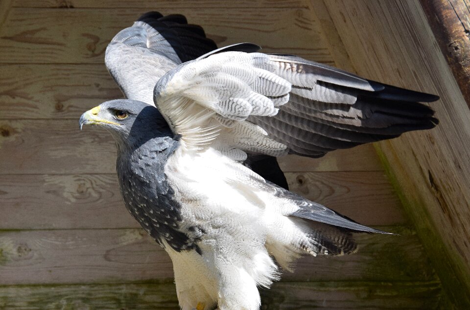 Bird of prey wing flying