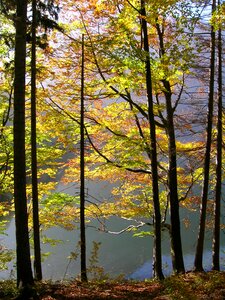 Autumn mood forest lake photo