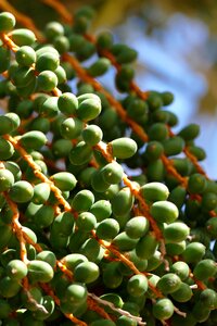 Nature green branchs