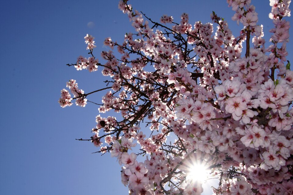 Gimmeldingen spring blossom