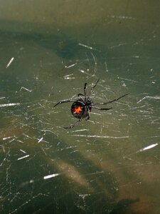 Spider black widow venomous photo