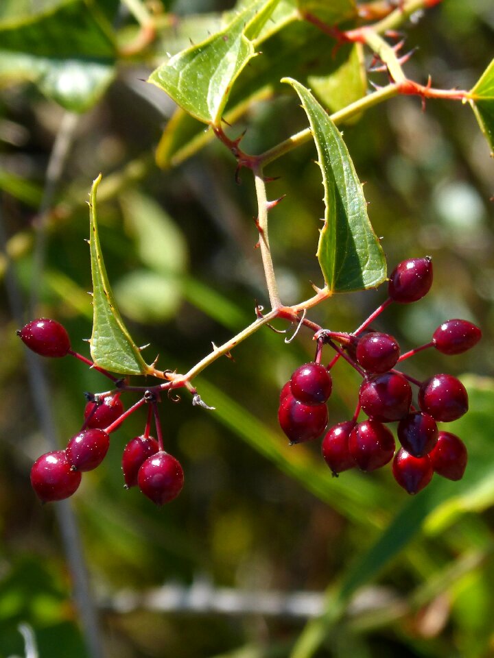 Skewers thorns plant wildlife