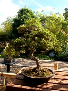 028_Balboa_Park_Japanese_Garden