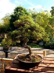 028_Balboa_Park_Japanese_Garden photo