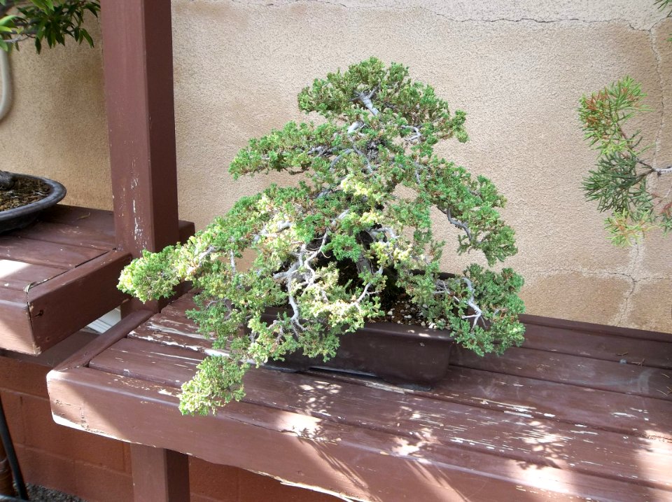 026_Balboa_Park_Japanese_Garden