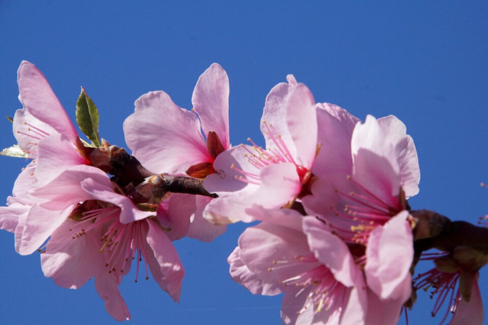 Gimmeldingen spring blossom