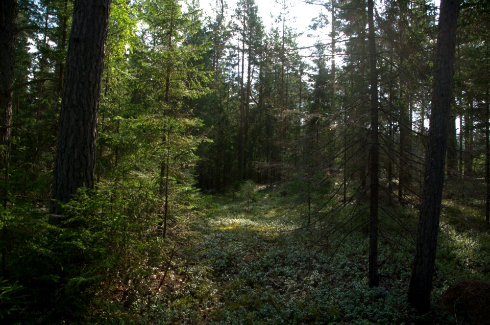0227_Maksatikhinsky_District,_Tver_Oblast