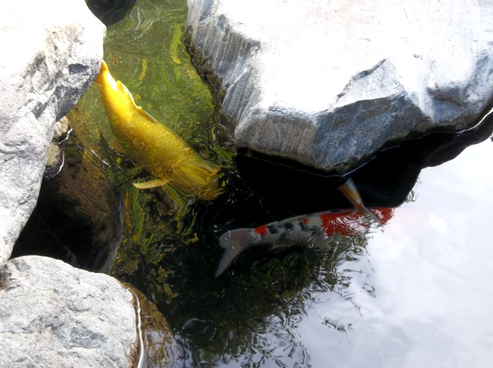 019_Balboa_Park_Japanese_Garden