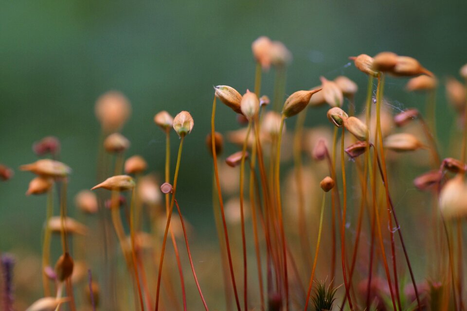 Mossy aperture macro shooting