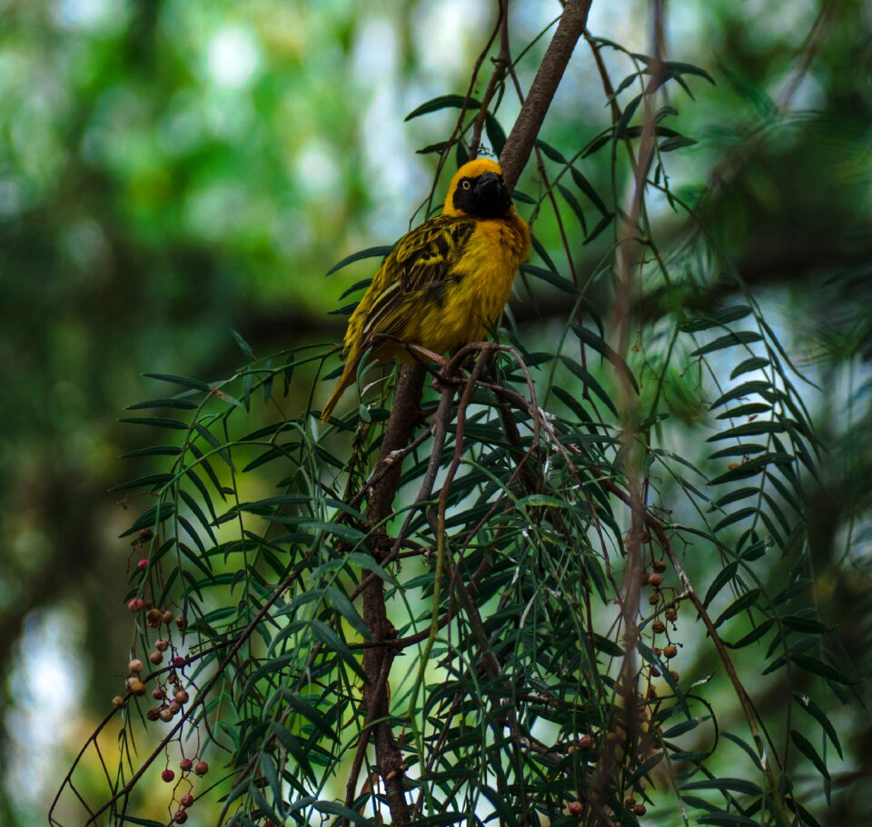 Wildlife watching national