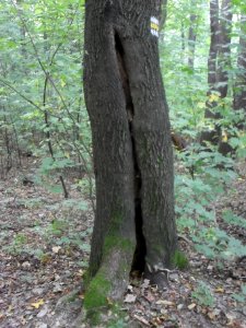 (TTO)_Hrad_Doubravská_hora,_zřícenina_(Teplice)_5_10_2013_10