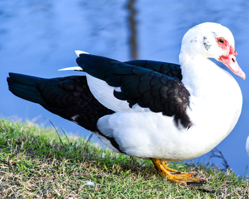 Ave animal waterfowl