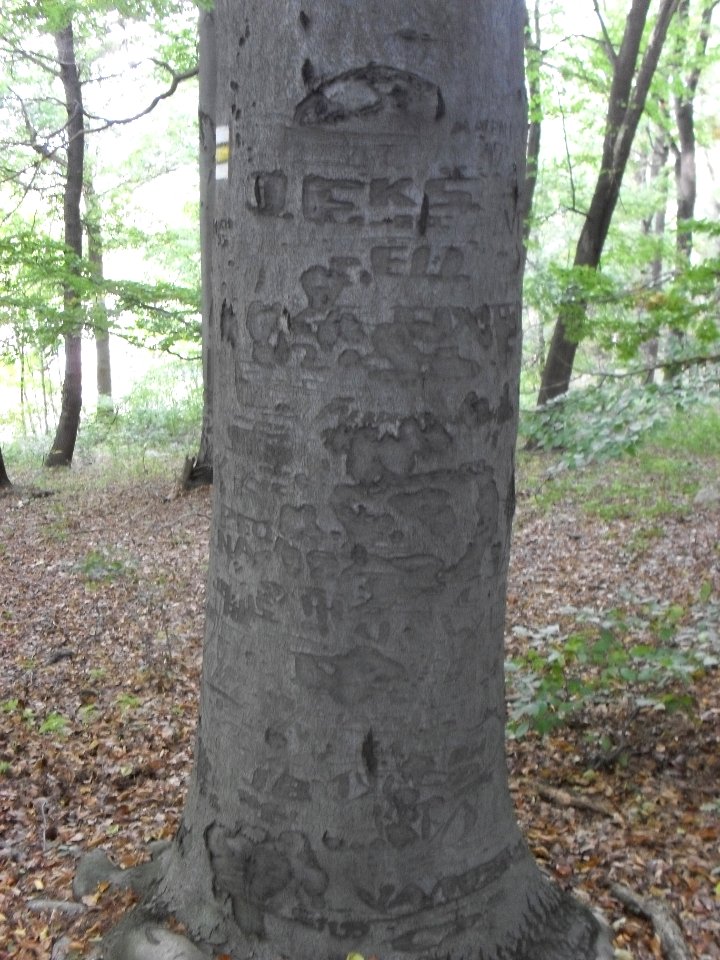 (TTO)_Hrad_Doubravská_hora,_zřícenina_(Teplice)_5_10_2013_4