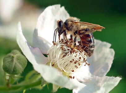 Blossom bloom insect photo