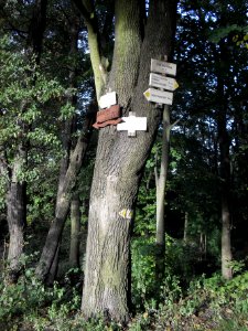 (TTO)_Hrad_Doubravská_hora,_zřícenina_(Teplice)_4_10_2013_51