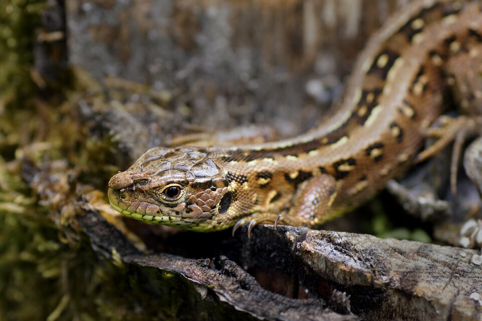 Forest lizard lizard reptile
