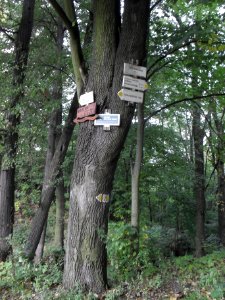 (TTO)_Hrad_Doubravská_hora,_zřícenina_(Teplice)_5_10_2013_80