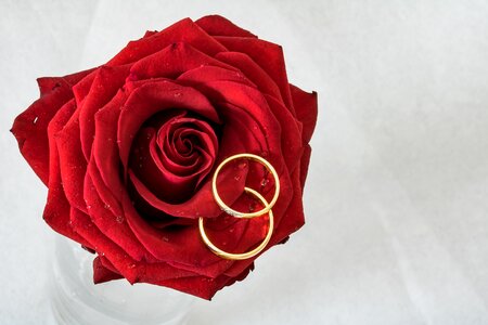 Gold rings rose is lying togetherness