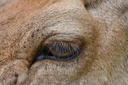 Eyelashes close up forest