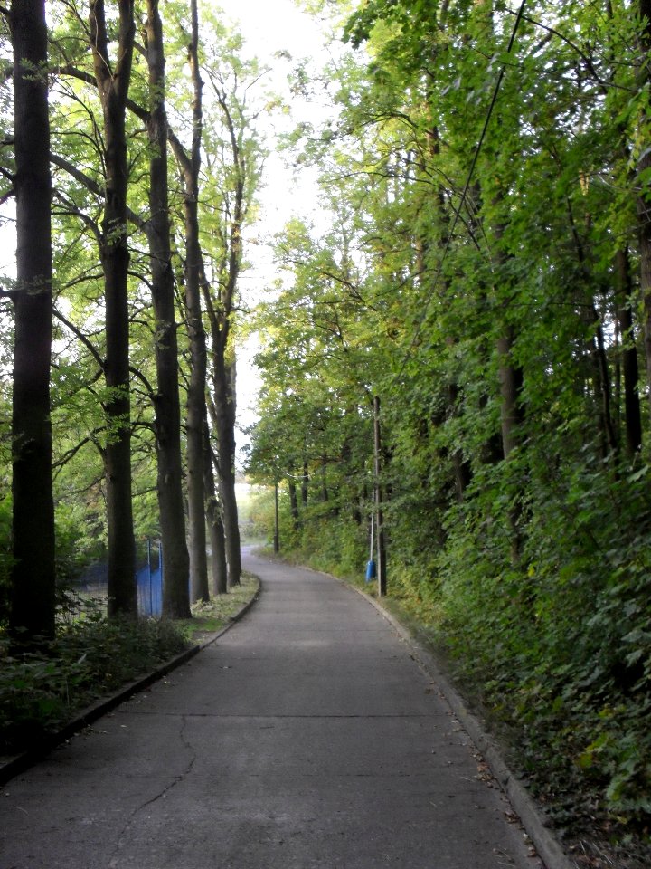 (TTO)_Hrad_Doubravská_hora,_zřícenina_(Teplice)_4_10_2013_14