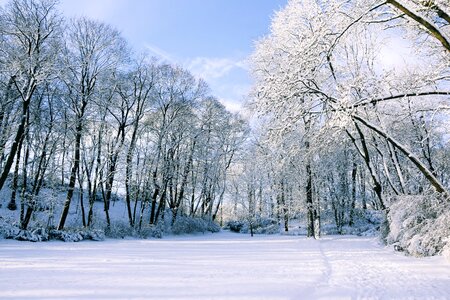 Snow landscape tree