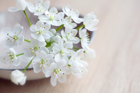 White flowers shell leek flower