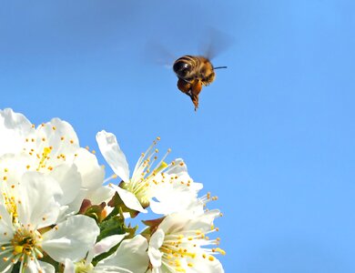 Flight macro pollen