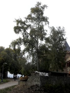 (TTO)_Hrad_Doubravská_hora,_zřícenina_(Teplice)_5_10_2013_74