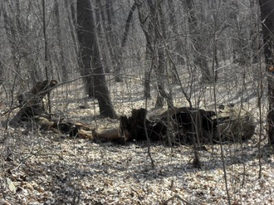(TTO)_Hrad_Doubravská_hora,_zřícenina_(Teplice)_14_3_2014_24