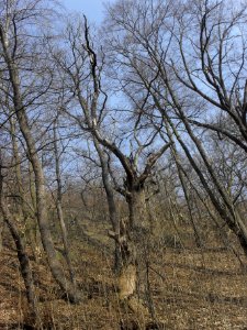 (TTO)_Hrad_Doubravská_hora,_zřícenina_(Teplice)_14_3_2014_25