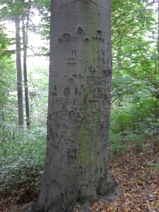 (TTO)_Hrad_Doubravská_hora,_zřícenina_(Teplice)_5_10_2013_9