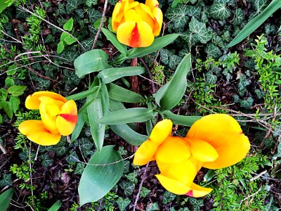 0001_Blume_CC0_1.0