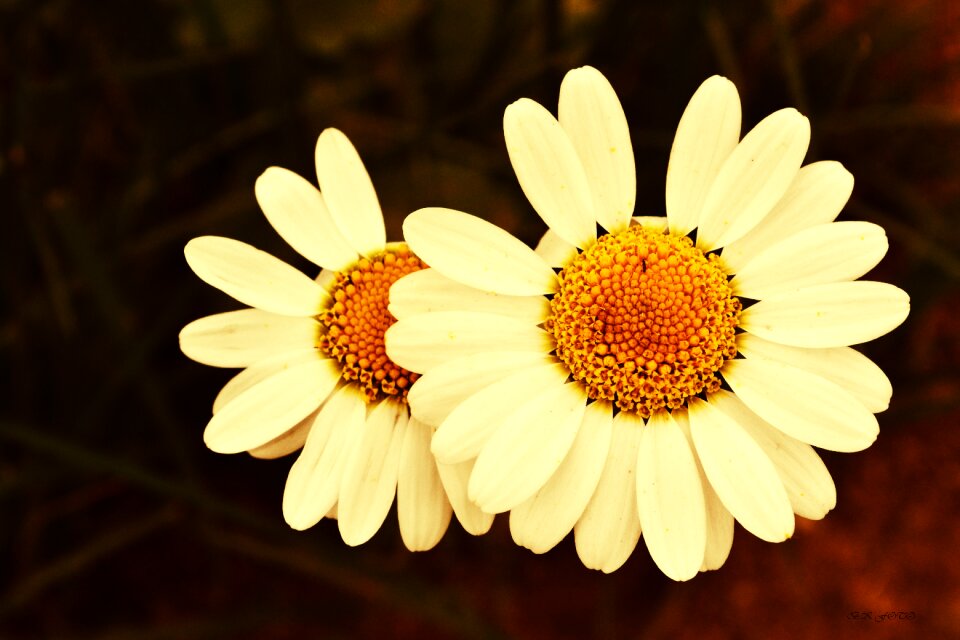 Slap çamlıbel daisy