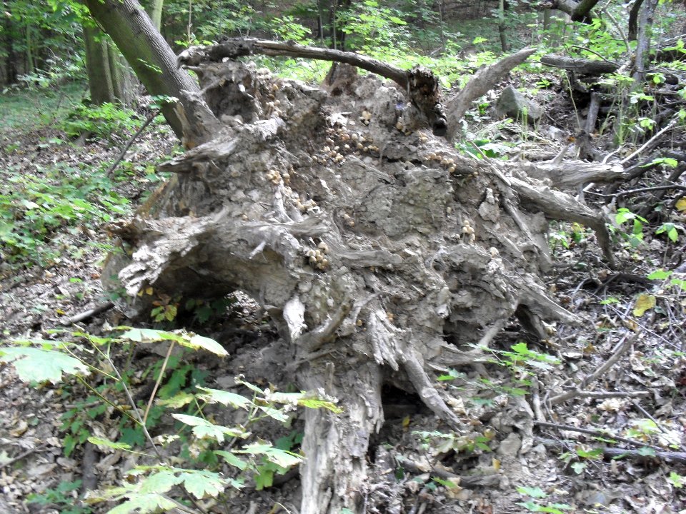 (TTO)_Hrad_Doubravská_hora,_zřícenina_(Teplice)_5_10_2013_5