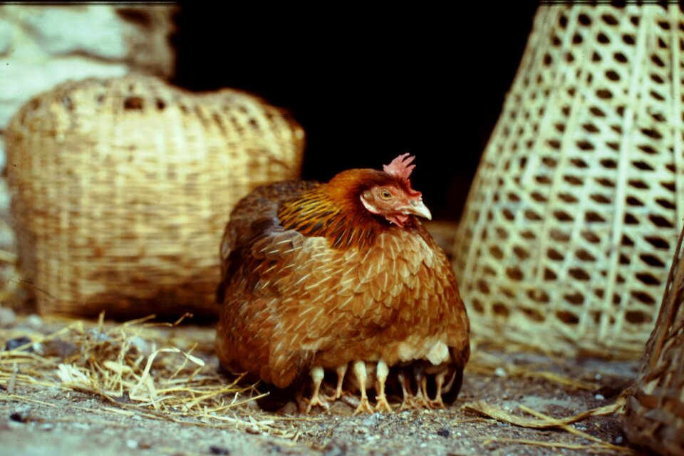 Poultry hen chicks photo