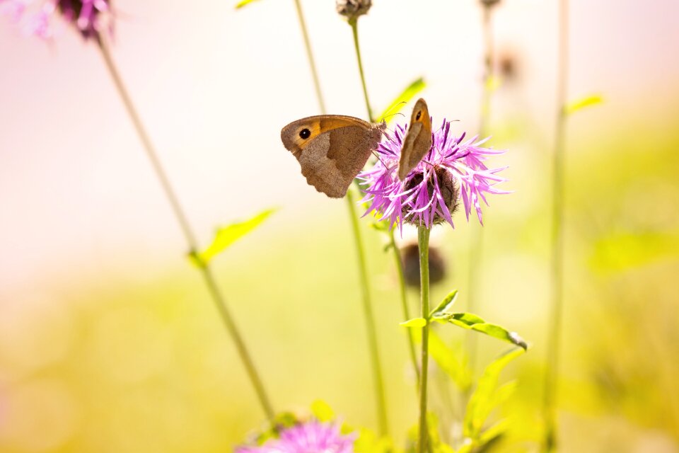 Nature wild life butterflies