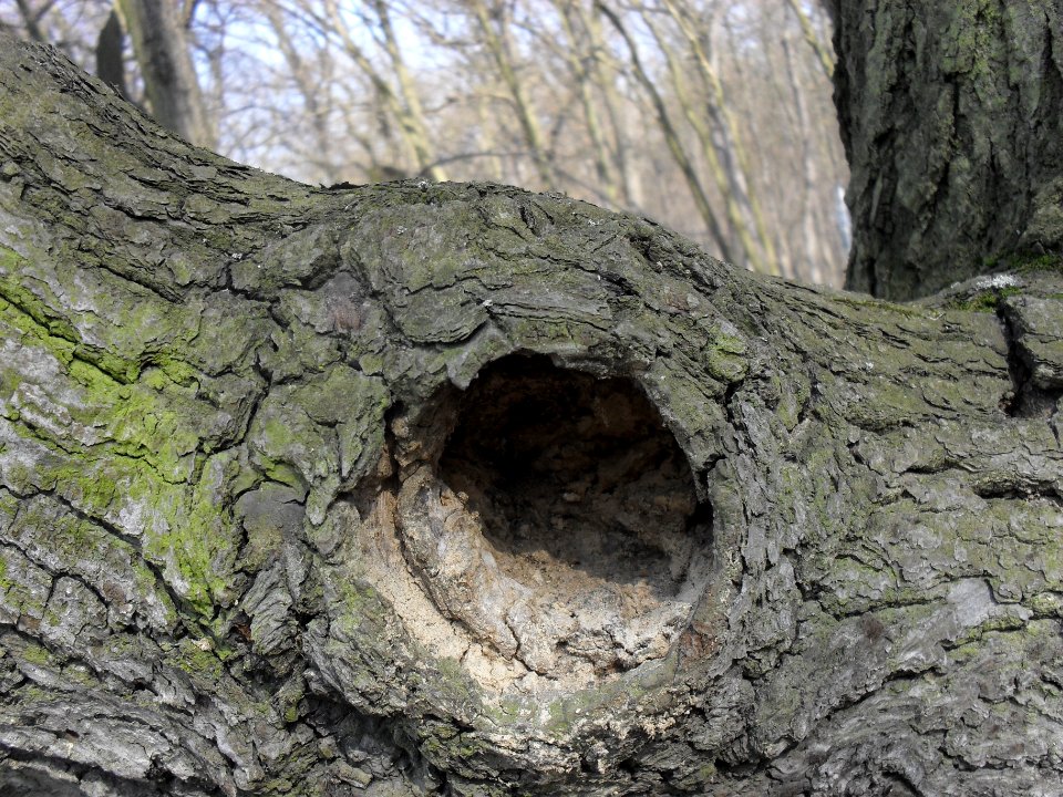 (TTO)_Hrad_Doubravská_hora,_zřícenina_(Teplice)_14_3_2014_12
