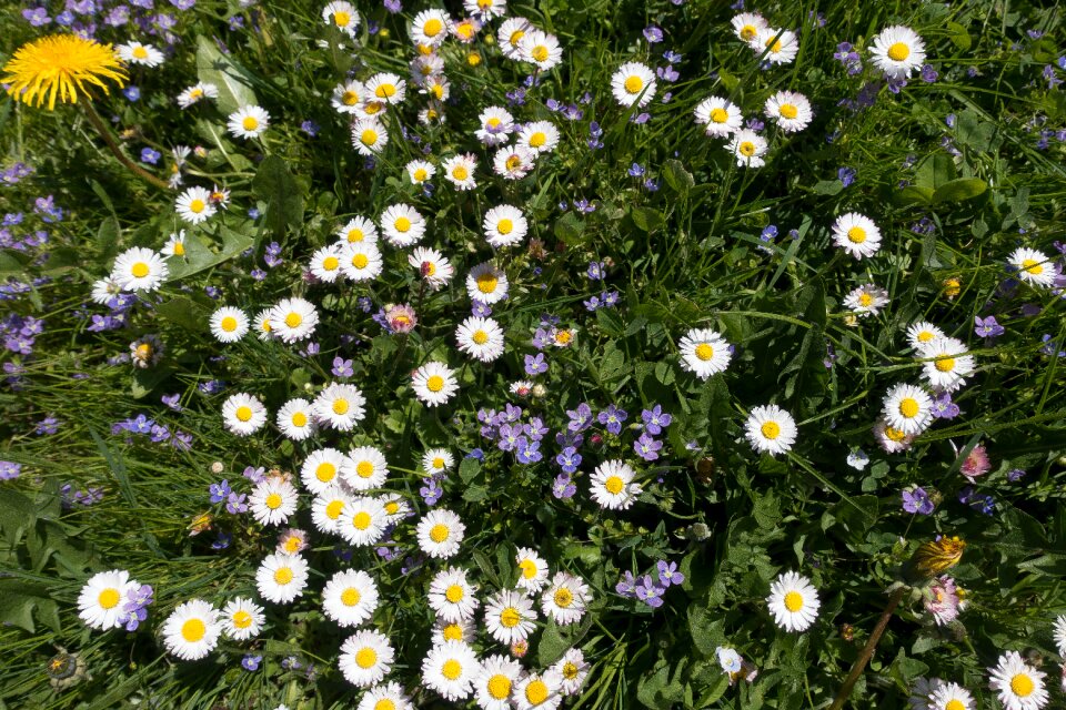 Daisy dandelion white