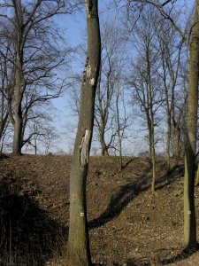 (TTO)_Hrad_Doubravská_hora,_zřícenina_(Teplice)_14_3_2014_118