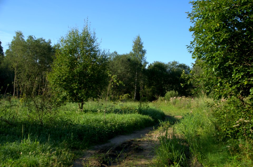 0038_1st_of_August_2016_in_Moscow_Oblast,_Russia