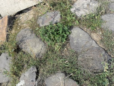 (TTO)_Pomník_zrušení_nevolnictví_(Teplice)_13