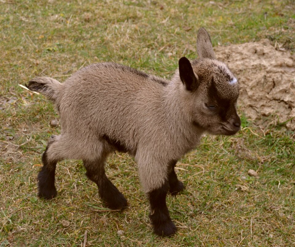 Small kid spring newborn