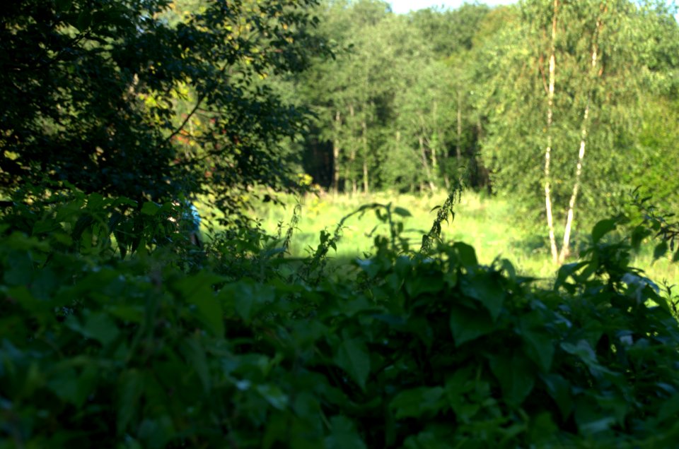 0054_1st_of_August_2016_in_Moscow_Oblast,_Russia