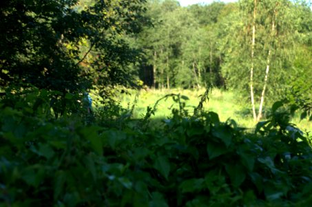 0054_1st_of_August_2016_in_Moscow_Oblast,_Russia