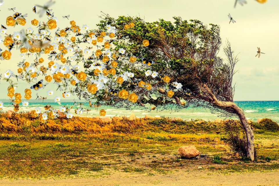Butterflies roses wind